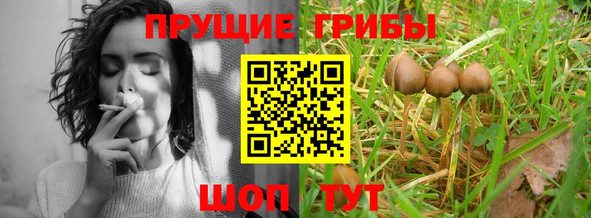 Псилоцибиновые грибы GOLDEN TEACHER  Вход с VPN  Дальнегорск 